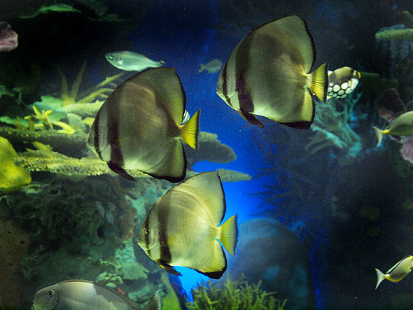 里普利多伦多水族馆