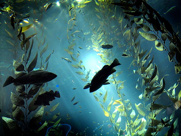 Ripleys Aquarium多伦多