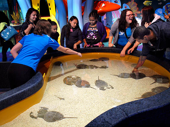 Ripleys Aquarium多伦多