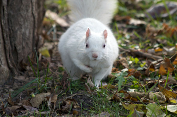 多伦多白色松鼠